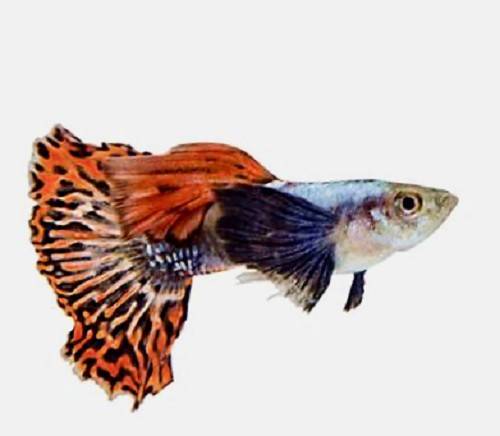 Poecilia reticulatus, Lebistes reticulatus - Guppy elefantenohr